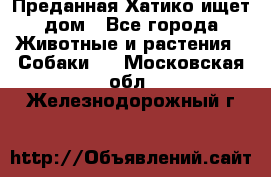 Преданная Хатико ищет дом - Все города Животные и растения » Собаки   . Московская обл.,Железнодорожный г.